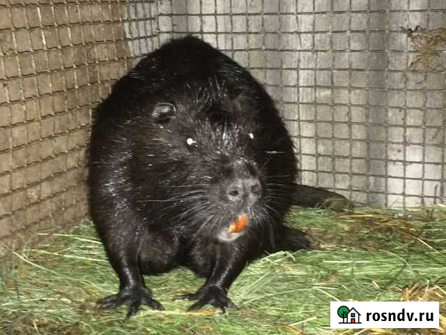 Нутрии шкура Славянск-на-Кубани - изображение 1