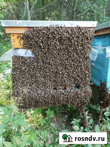 Мед Владимир - изображение 1