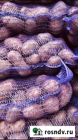 Картофель оптом сорт Эволюшн Волово - изображение 1