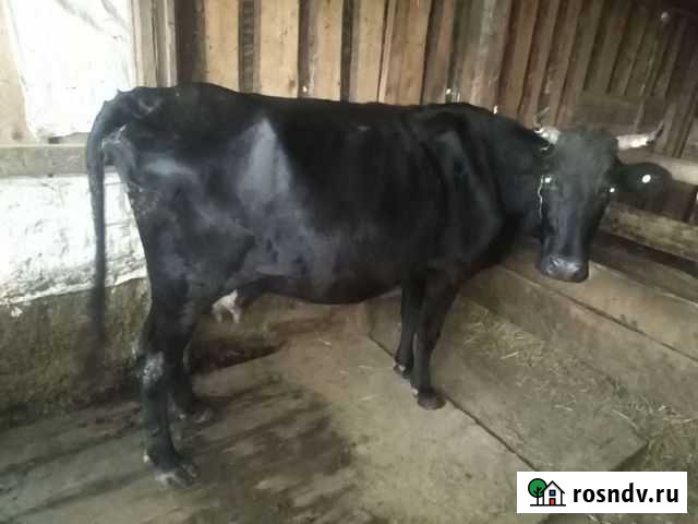 Коровы дойные Котельниково - изображение 1