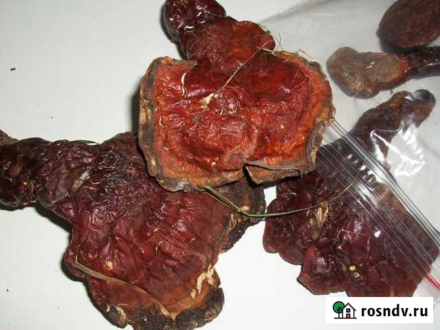 Гриб рейши 1кг Барнаул - изображение 1