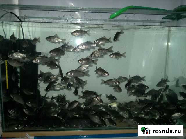 Живец карась, розница и опт Первомайск - изображение 1