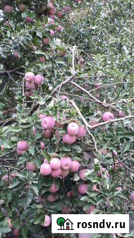 Яблоки сорт Флорина + Яблочный сок концентрирова Терек - изображение 1