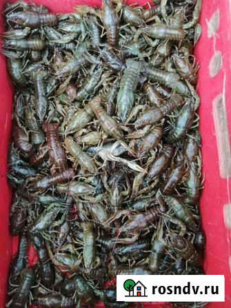 Живые раки Оренбург - изображение 1