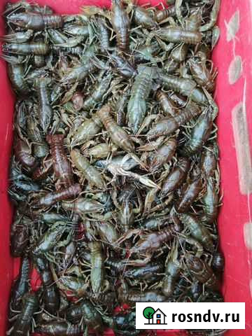 Живые раки Оренбург - изображение 1