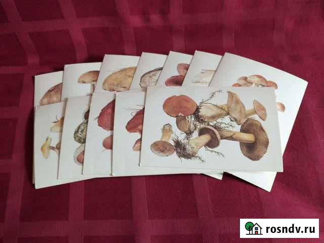 Набор открыток съедобные грибы с подробным описани Ижевск - изображение 1