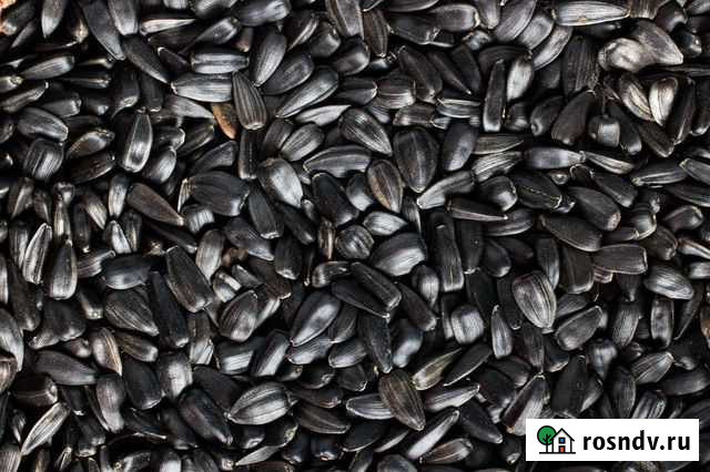 Продам семечку Волоконовка - изображение 1