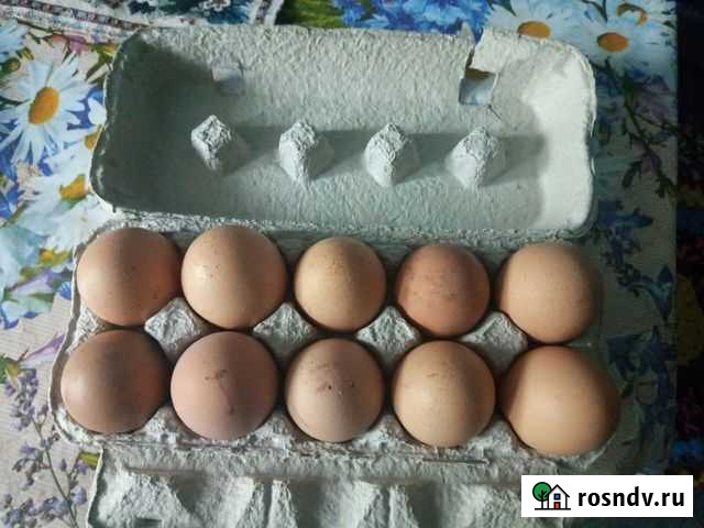 Домашние куриные яйца,мясо кролика Череповец - изображение 1