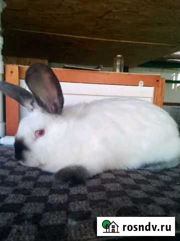 Племянное кролиководство Геленджик - изображение 1