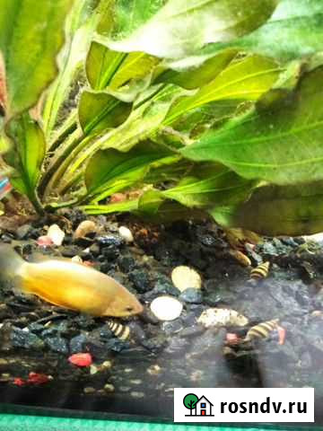 Улитка хелена Бор - изображение 1