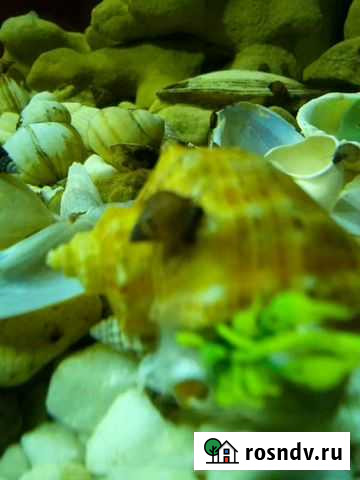 Аквариумные конусные улитки,катушки Пешково - изображение 1