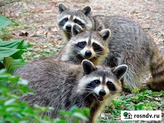 Енотовидная собака Вязьма - изображение 1