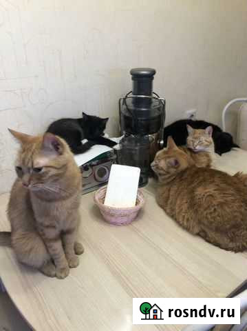 Соковыжималка Щёлково - изображение 1