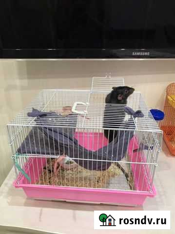 Клетка Набережные Челны - изображение 1