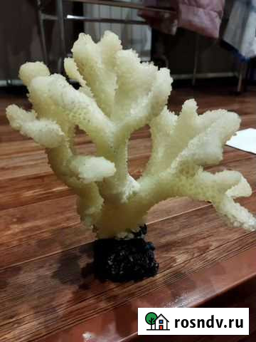 Коралы, водоросли, песчаник Новокузнецк - изображение 1