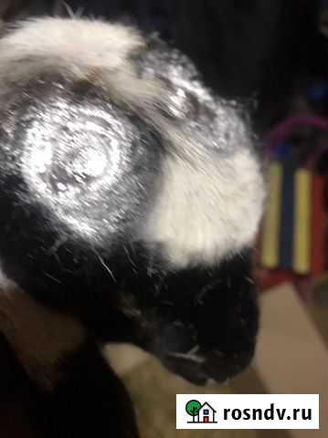 Обезроживание козлят Ульяновка - изображение 1