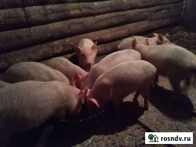 Поросята Ландрас Ачинск - изображение 1
