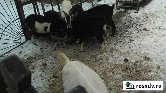 Козлята Костерево - изображение 1