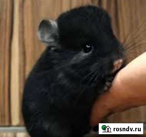 Шиншилла Уфа - изображение 1