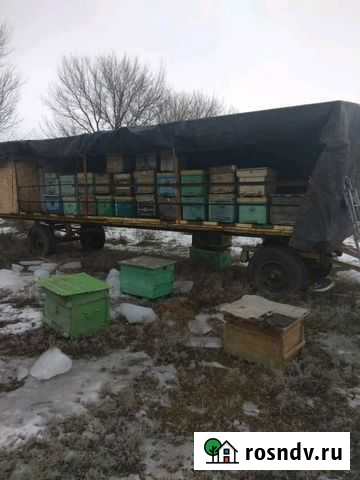 Пасека Белая Калитва - изображение 1