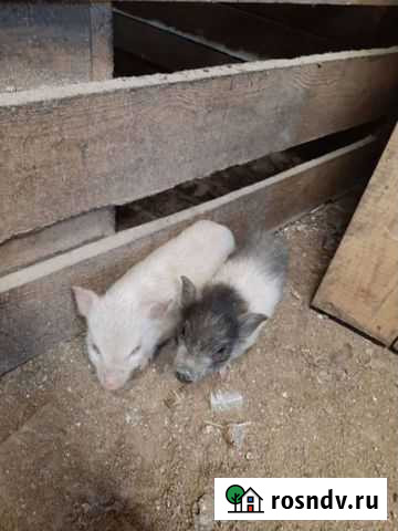 Вьетнамск вислобрюхий поросенок Ангарск - изображение 1