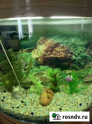 Аквариум Данилов - изображение 1