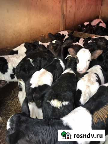 Бычки телята Жирновск - изображение 1