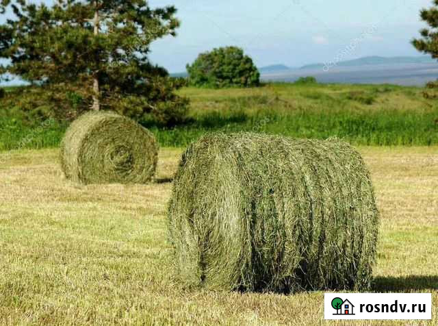 Сено в рулонах 500-700кг Ряжск - изображение 1