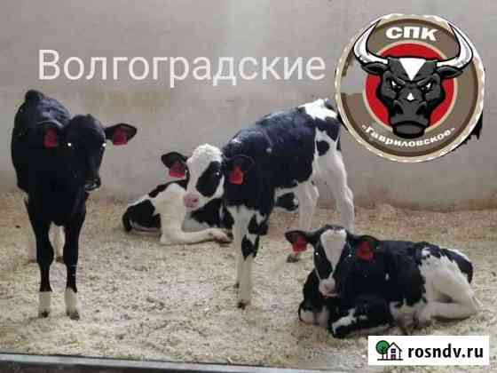 Бычки на откорм Елань