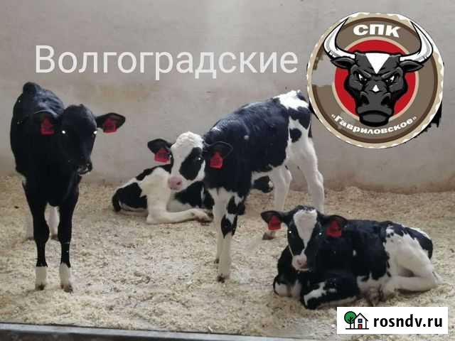 Бычки на откорм Елань - изображение 1