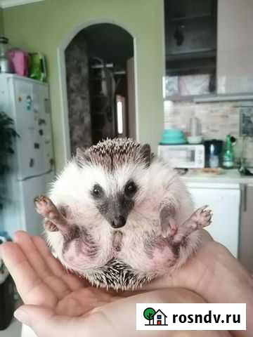 Африканские ежики Красногорск - изображение 1