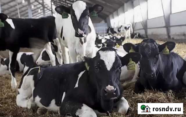 Бычки Тацинская - изображение 1