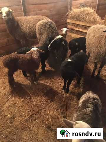 Овцы живым весом,баранина парная,ягнята Краснотурьинск - изображение 1