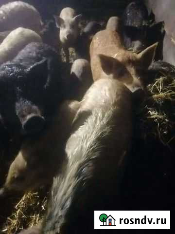 Венгерская мангалице. Варианты обмена Карагайлинский - изображение 1