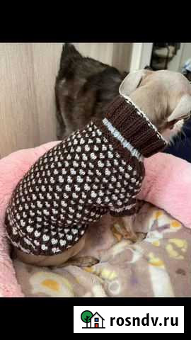 Одежда для ваших любимых собак Белгород - изображение 1