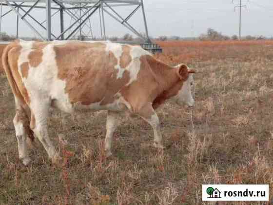 Продажа крс Астрахань