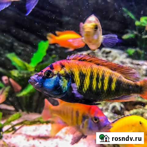 Малавийские цихлиды Армянск - изображение 1