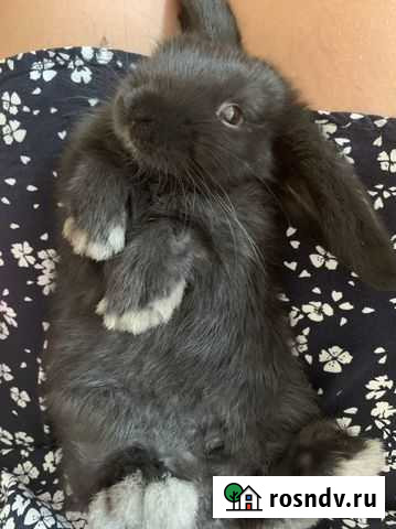 Кролики Кемерово - изображение 1