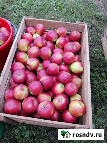 Яблоки Анзорей - изображение 1