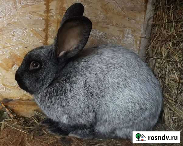 Кролики породы серебро и паннон Канск - изображение 1