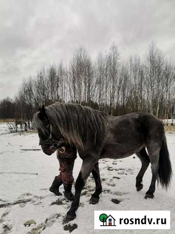 Жеребец на случку Новопетровское - изображение 1