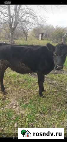 Телки Крымск - изображение 1