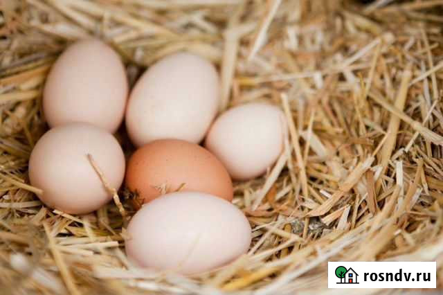 Домашние яйцо Пески - изображение 1