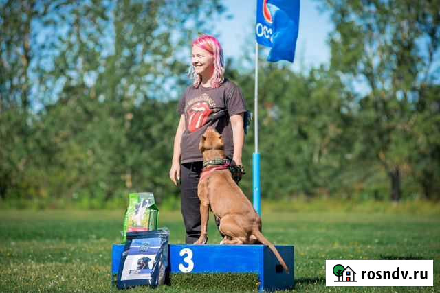 Дрессировка собак, передержка Санкт-Петербург - изображение 1