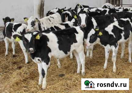 Телята мясной породы Добринка - изображение 1