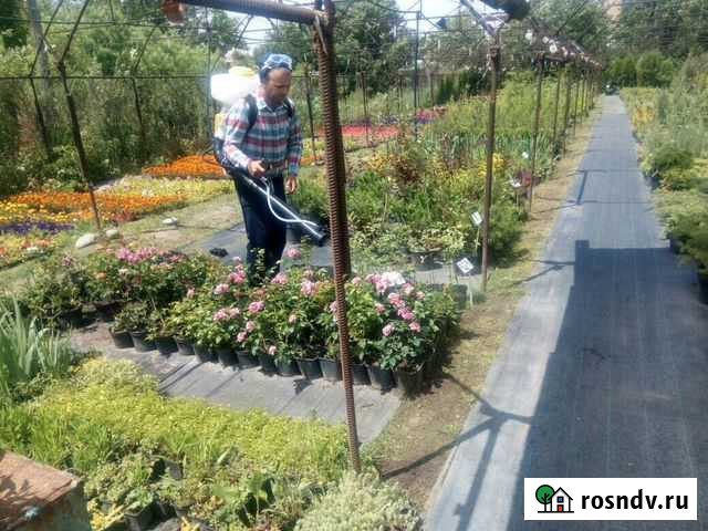 Обработаем вашу дачу от вредителей Астрахань - изображение 1