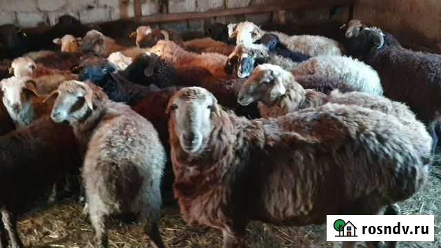 Бараны Абинск - изображение 1