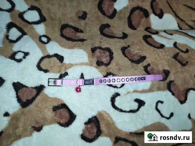 Ошейник Симферополь - изображение 1