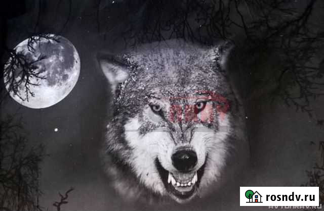 Винилография Wolf anger на капот Петрозаводск - изображение 1