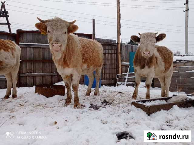 Первотелки, бычки, телки Бийск - изображение 1